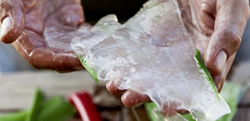 aloe vera i hudpleie