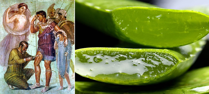 Aloe Vera har blitt brukt i uminnelige tider