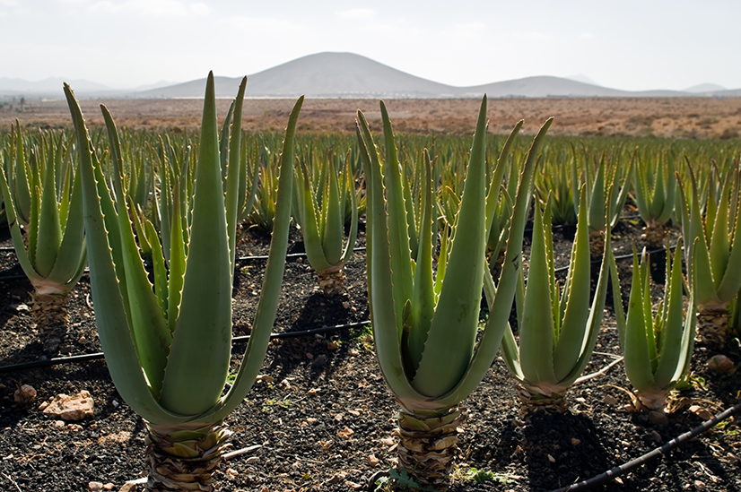 Aloe Vera planter