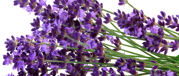 Lavender essensiell oljer