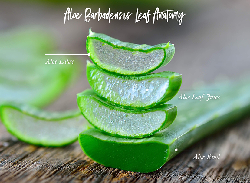 Hva brukes aloe vera til?