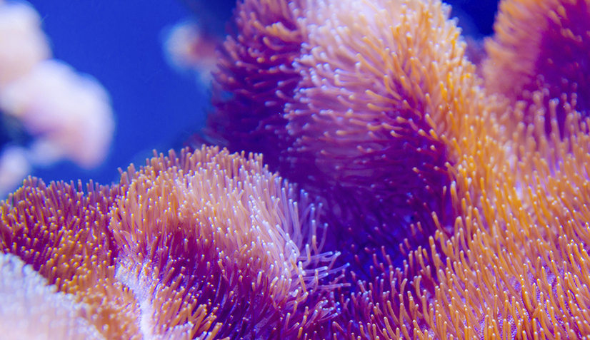 Ta vare på havet vårt