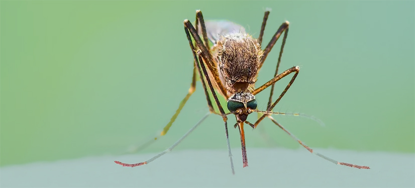 Naturlig og trygg myggspray fra wooden spoon