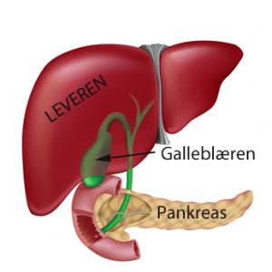aloe vera er godt for lever og vaskulære systemet