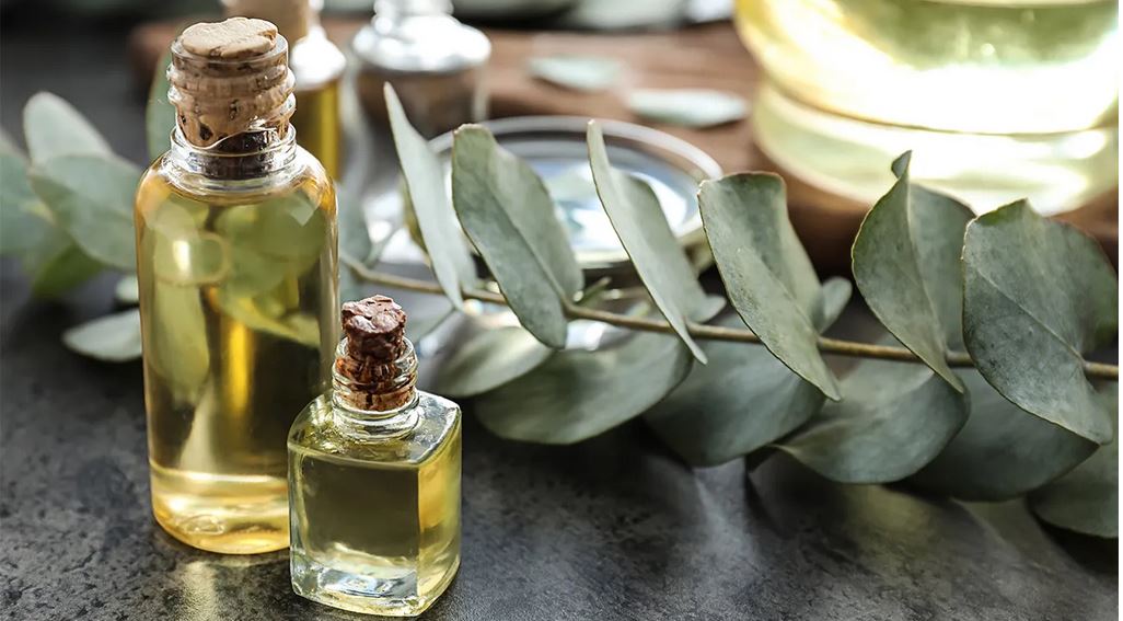 Eucalyptus essensiell oljer