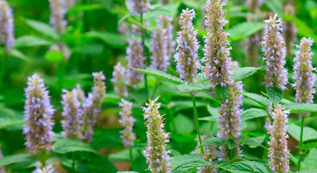 patcholi essensiell oljer